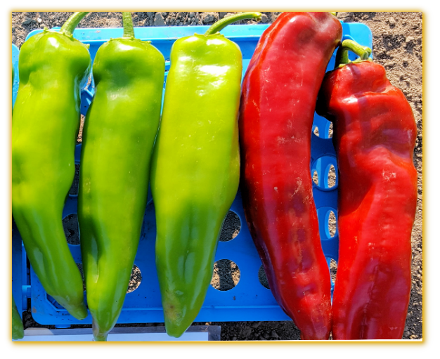 Hot Pepper GVS 42025 F1 Hybrid Hot Pepper GVS 42025 F1 Hybrid