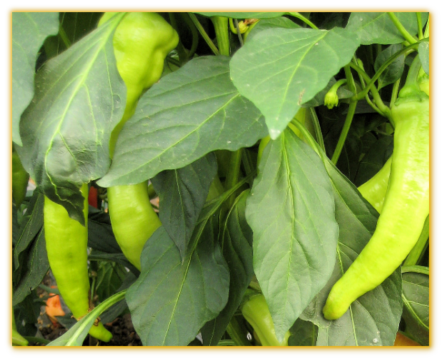 Hot Pepper GVS 42043 F1 Hungarian Yellow Hotwax Hot Pepper GVS 42043 F1 Hungarian Yellow Hotwax