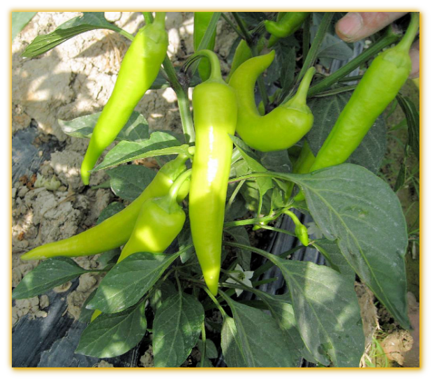 Hot Pepper GVS 42046 F1 Hungarian Yellow Hotwax Hot Pepper GVS 42046 F1 Hungarian Yellow Hotwax