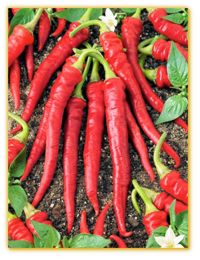 Hot Pepper GVS 42055 F1 Hybrid Hot Pepper GVS 42055 F1 Hybrid