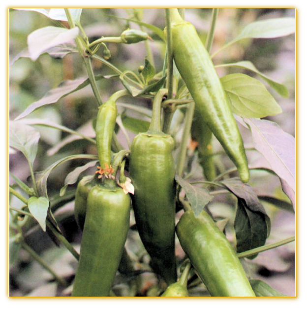 Hot Pepper GVS 42076 F1 Hybrid Hot Pepper GVS 42076 F1 Hybrid