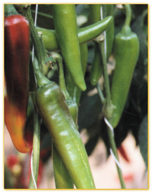 Hot Pepper GVS 42079 F1 Hybrid Hot Pepper GVS 42079 F1 Hybrid