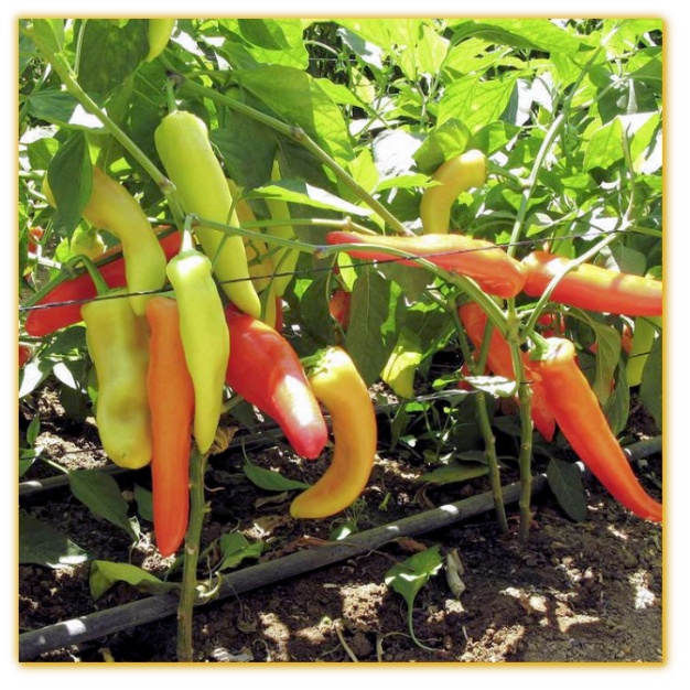Hot Pepper GVS 42085 F1 Hybrid Hot Pepper GVS 42085 F1 Hybrid