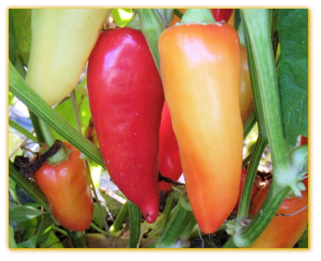Hot Pepper Pimiento Poivron