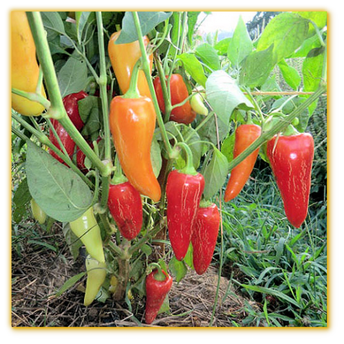 Hot Pepper Pimiento Poivron