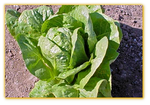 Lettuce Desert Frontier Lettuce Desert Frontier