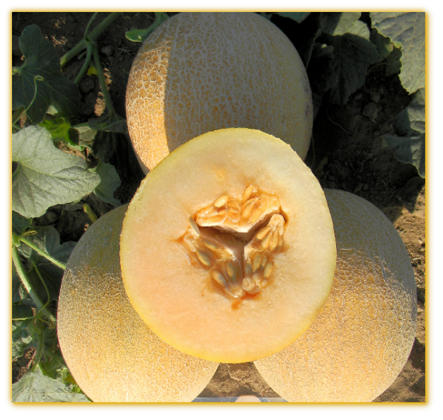 Melon GVS 31015 F1 Hybrid Melon GVS 31015 F1 Hybrid