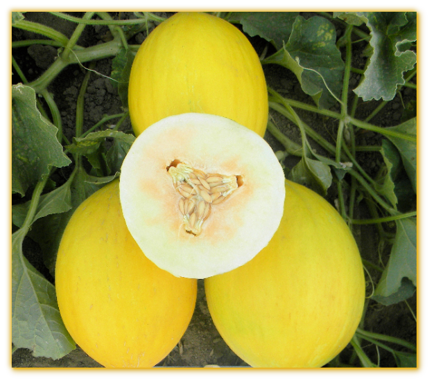 Melon GVS 31025 F1 Hybrid Melon GVS 31025 F1 Hybrid