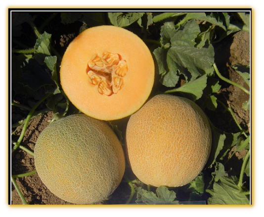 Melon GVS 31044 F1 Hybrid Melon GVS 31044 F1 Hybrid