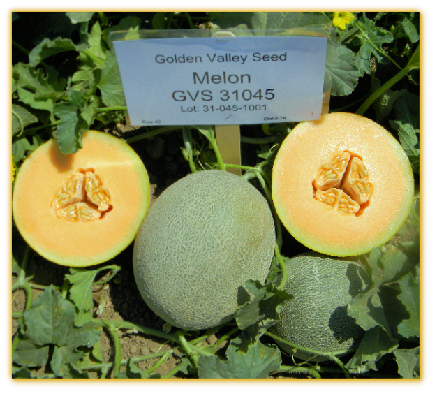 Melon GVS 31045 F1 Hybrid Melon GVS 31045 F1 Hybrid