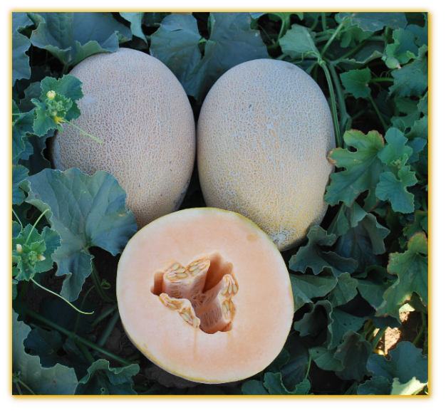 Melon GVS 31048 F1 Hybrid Melon GVS 31048 F1 Hybrid