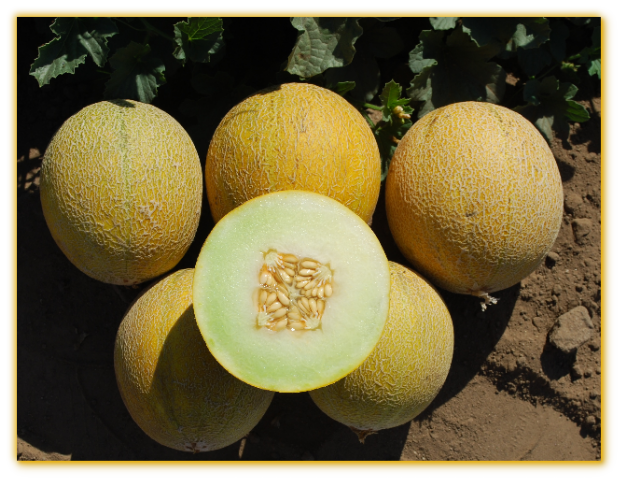 Melon GVS 31071 F1 Hybrid Melon GVS 31071 F1 Hybrid