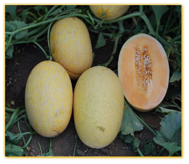Melon GVS 31663 F1 Hybrid Melon GVS 31663 F1 Hybrid