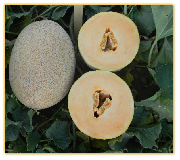 Melon GVS 31664 F1 Hybrid
