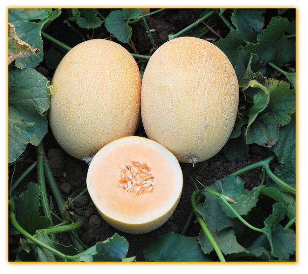 Melon GVS 31668 F1 Hybrid Melon GVS 31668 F1 Hybrid