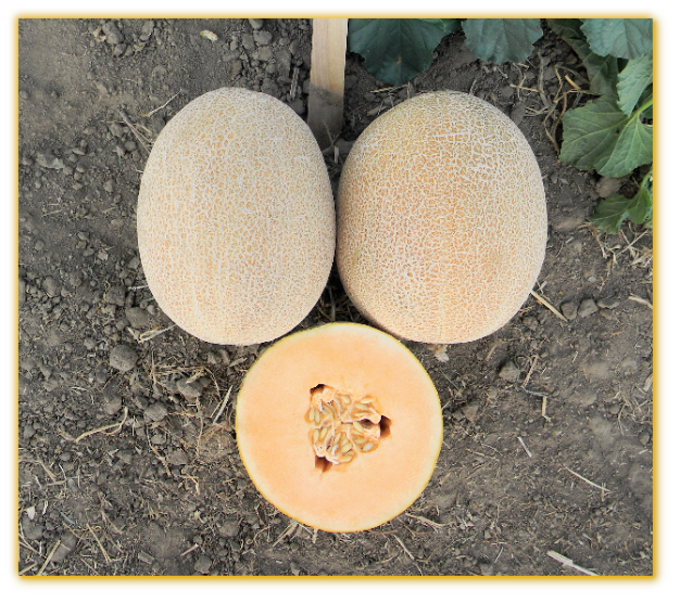 Melon GVS 31669 F1 Hybrid Melon GVS 31669 F1 Hybrid