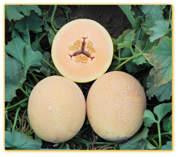 Melon GVS 31670 F1 Hybrid Melon GVS 31670 F1 Hybrid