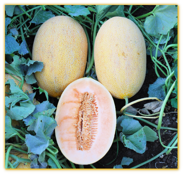 Melon GVS 31690 F1 Hybrid Melon GVS 31690 F1 Hybrid