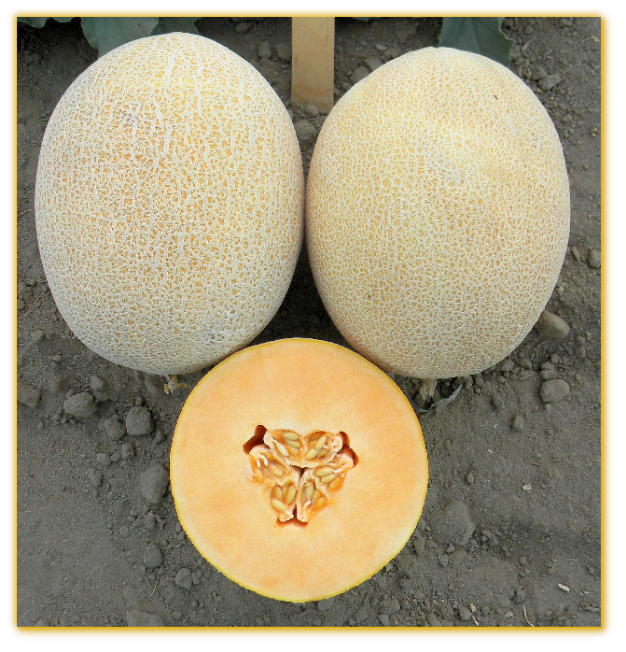 Melon GVS 31771 F1 Hybrid Melon GVS 31771 F1 Hybrid