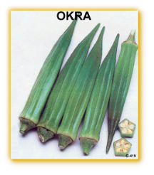 Okra GVS 363 F1 Hybrid Okra GVS 363 F1 Hybrid