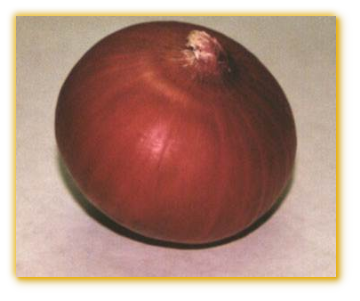 Onion California Red F1 Hybrid