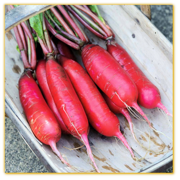 Radish China Rose Radish China Rose
