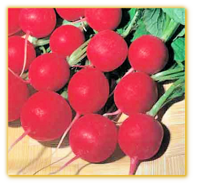 Radish Comet Radish Comet