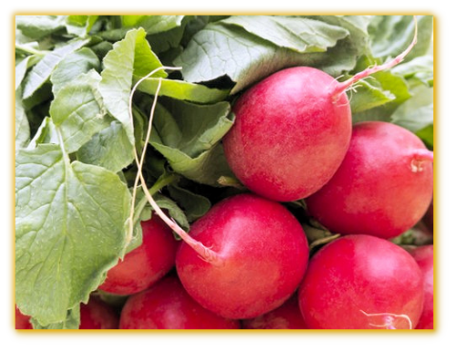 Radish Crimson Giant Radish Crimson Giant
