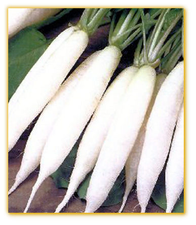 Radish Long Horn Radish Long Horn