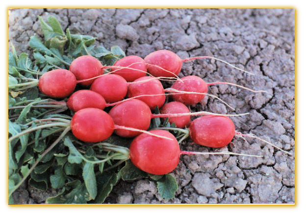 Radish Red Round F1 Hybrid Radish Red Round F1 Hybrid