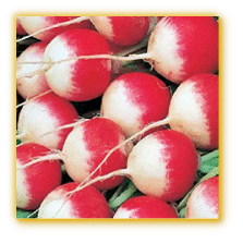Radish Sparkler White Tip Radish Sparkler White Tip