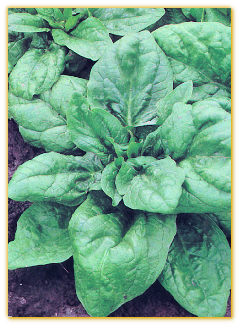 Spinach Giant Nobel F1 Spinach Giant Nobel F1