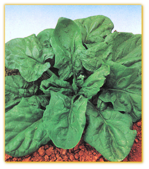 Spinach Hybrid no 7 Spinach Hybrid no 7