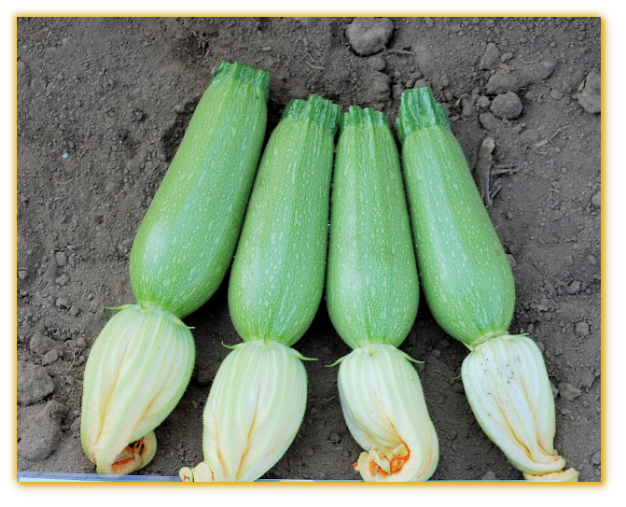 Squash GVS 48081 F1 Hybrid Squash GVS 48081 F1 Hybrid