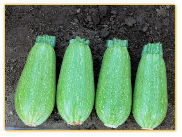 Squash GVS 48112 F1 Hybrid Squash GVS 48112 F1 Hybrid