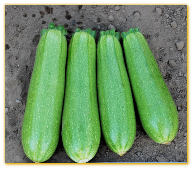 Squash GVS 48114 F1 Hybrid Squash GVS 48114 F1 Hybrid
