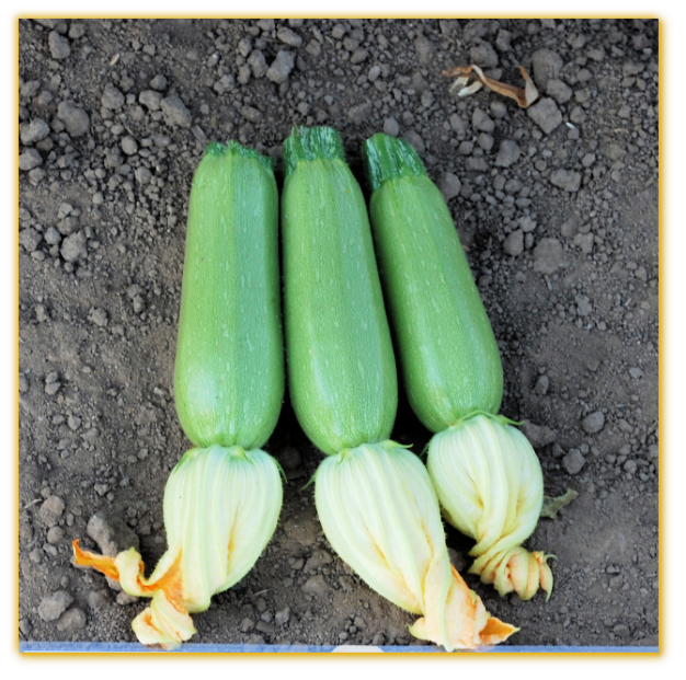 Squash GVS 48340 F1 Hybrid Squash GVS 48340 F1 Hybrid