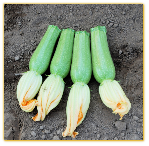 Squash GVS 48430 F1 Hybrid Squash GVS 48430 F1 Hybrid