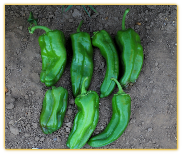 Sweet Pepper GVS 43002 F1 Hybrid Sweet Pepper GVS 43002 F1 Hybrid