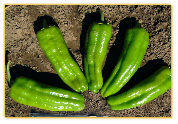 Sweet Pepper GVS 43325 F1 Hybrid Sweet Pepper GVS 43325 F1 Hybrid