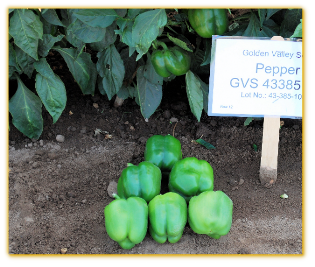 Sweet Pepper GVS 43385 F1 Hybrid Sweet Pepper GVS 43385 F1 Hybrid