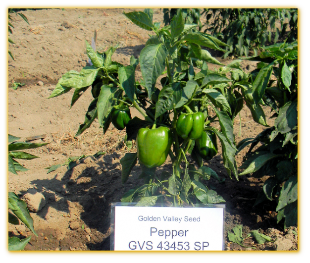 Sweet Pepper GVS 43353 F1 Hybrid Sweet Pepper GVS 43353 F1 Hybrid