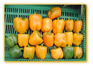 Sweet Pepper GVS 43699 F1 Hybrid Sweet Pepper GVS 43699 F1 Hybrid