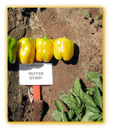 Sweet Pepper GVS 43700 F1 Hybrid Sweet Pepper GVS 43700 F1 Hybrid