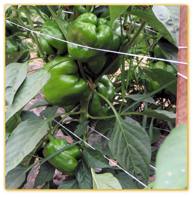Sweet Pepper GVS 43750 F1 Hybrid Sweet Pepper GVS 43750 F1 Hybrid