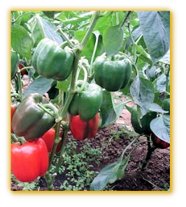 Sweet Pepper GVS 43752 F1 Hybrid Sweet Pepper GVS 43752 F1 Hybrid