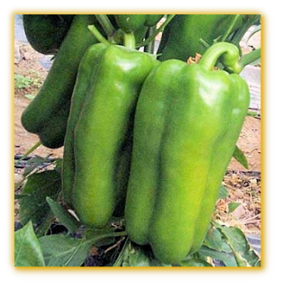 Sweet Pepper GVS 43756 F1 Hybrid Sweet Pepper GVS 43756 F1 Hybrid