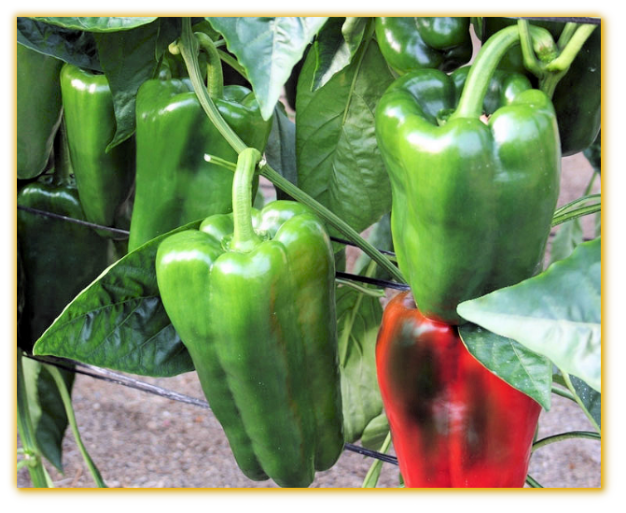 Sweet Pepper GVS 43757 F1 Hybrid Sweet Pepper GVS 43757 F1 Hybrid
