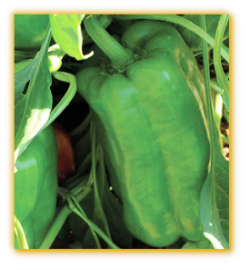 Sweet Pepper GVS 43758 F1 Hybrid Sweet Pepper GVS 43758 F1 Hybrid