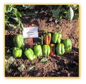 Sweet Pepper GVS 43761 F1 Hybrid Sweet Pepper GVS 43761 F1 Hybrid
